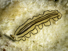 Pseudobiceros gratus