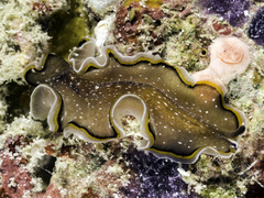 Pseudoceros stimpsoni