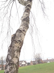 Betula pendula