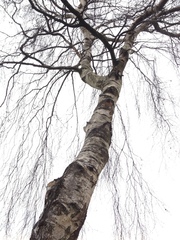 Betula pendula