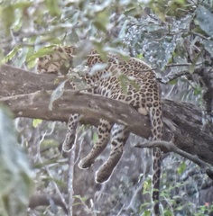 Panthera pardus fusca