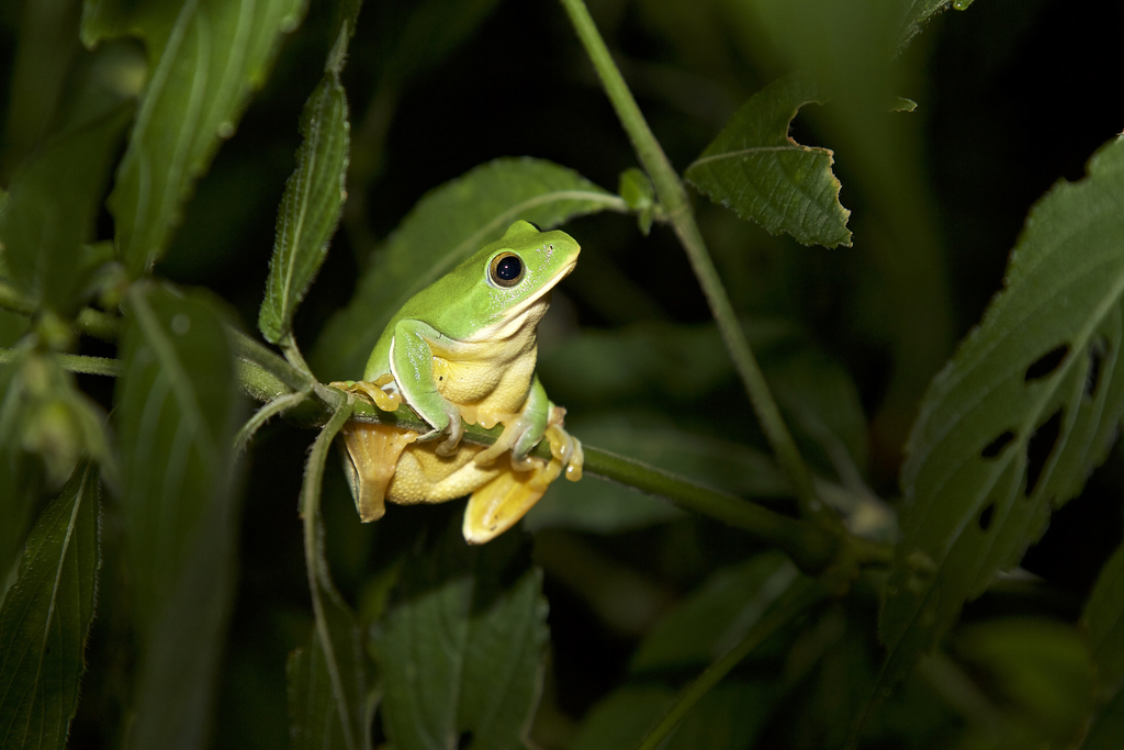Taipei Green Tree Frog
