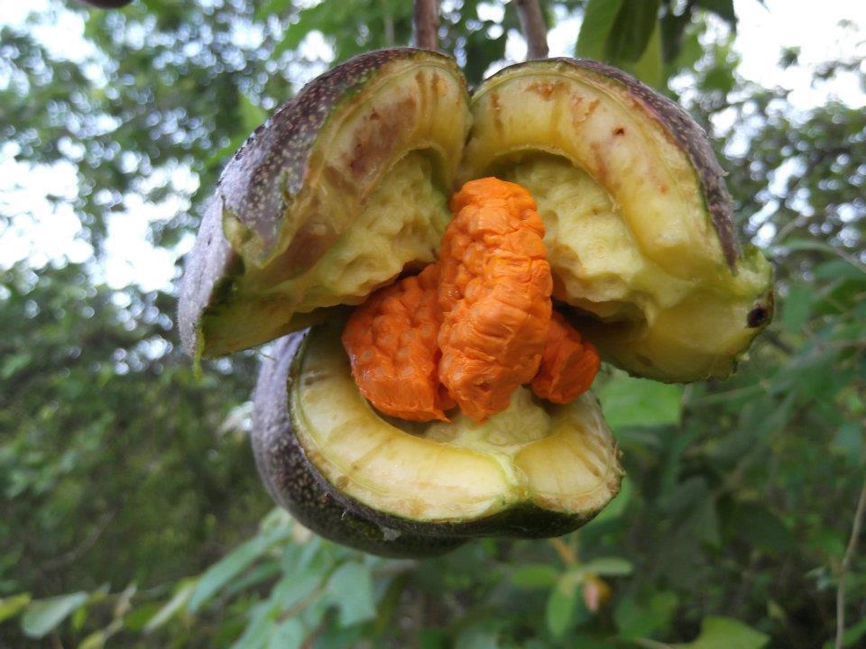 Casearia laetioides