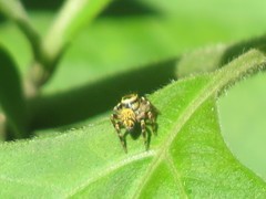 Carrhotus xanthogramma