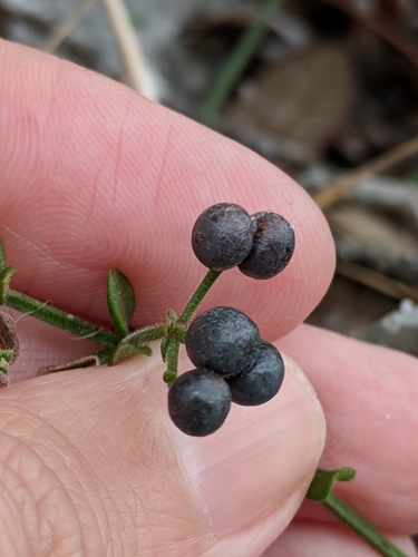 Galium bermudense image