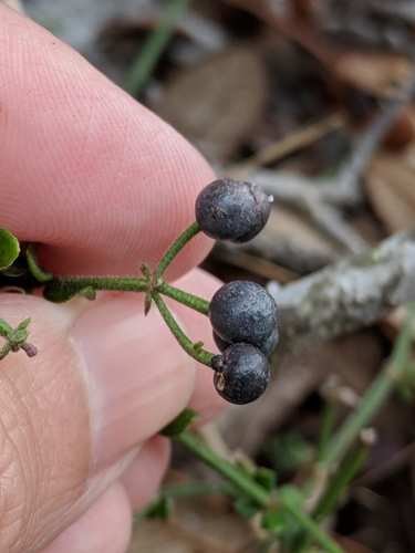 Image of Galium bermudense by (c) Alison Northup, some rights reserved (CC BY)
