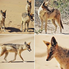 Lupulella mesomelas mesomelas
