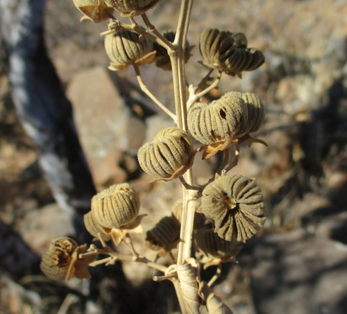 Abutilon angulatum image