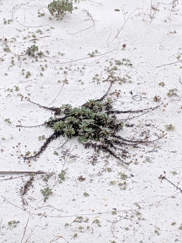 Image of Godfrey's Goldenaster (Chrysopsis godfreyi) by (c) Alison Northup, some rights reserved (CC BY)
