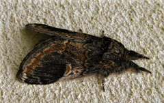 Notodonta tritophus