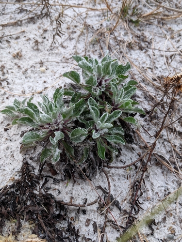 Image of Godfrey's Goldenaster (Chrysopsis godfreyi) by (c) Alison Northup, some rights reserved (CC BY)