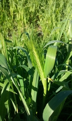 Hordeum murinum murinum