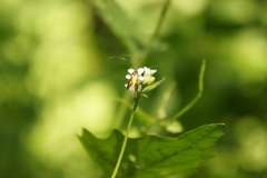 Cauchas rufimitrella