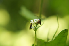 Cauchas rufimitrella