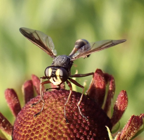 Waisted Beegrabber, Graafland, Groot-Ammers, South Holland, NL, photo 4 of 10