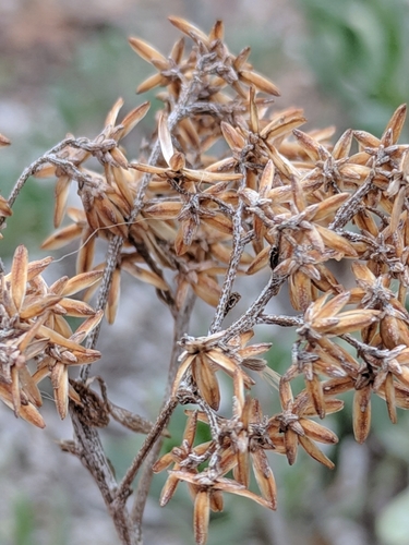 Chrysoma pauciflosculosa
