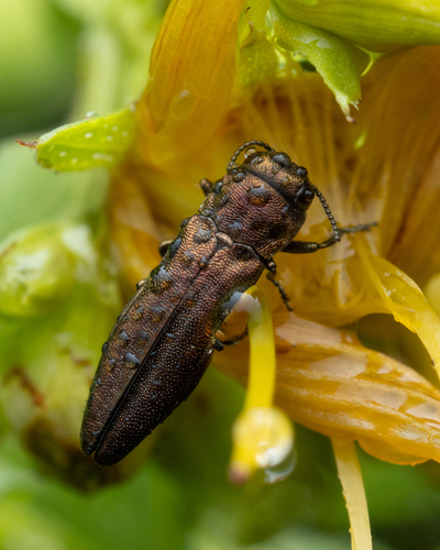 St. John's Wort Root Borer