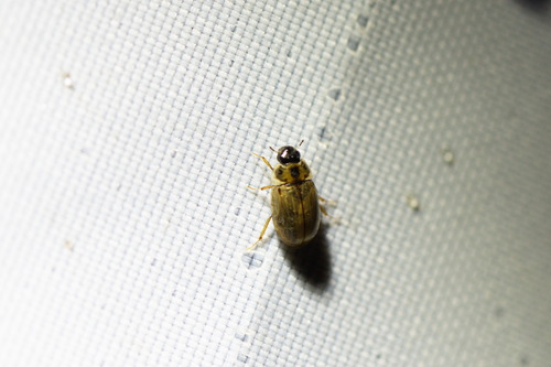 Enochrus quadripunctatus