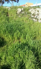 Hordeum murinum murinum