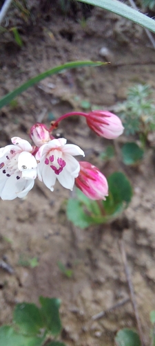 Crassula capensis