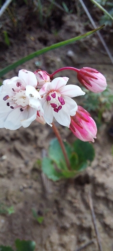 Crassula capensis