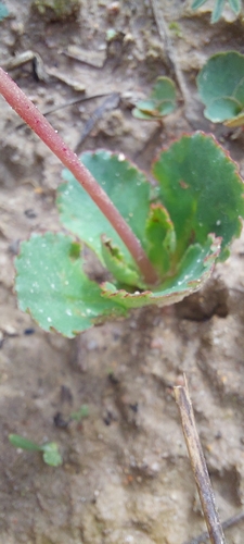 Crassula capensis