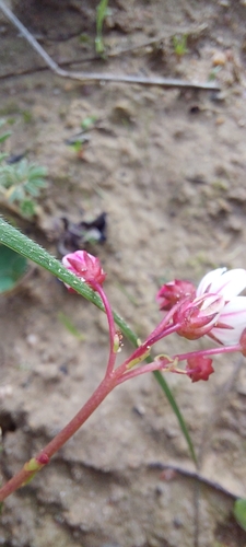 Crassula capensis