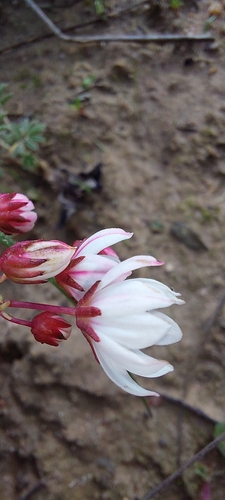 Crassula capensis