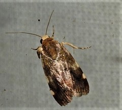 Acontia detrita
