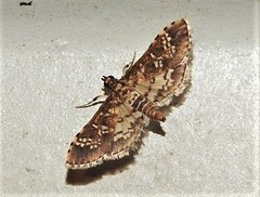 Nomophilini