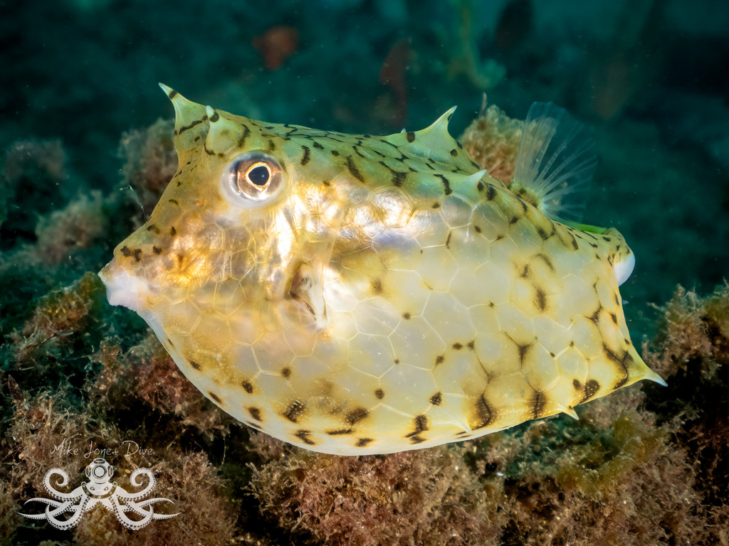 Spiny Boxfish