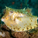 Roundbelly Cowfish - Photo (c) Mike Jones, some rights reserved (CC BY-NC), uploaded by Mike Jones