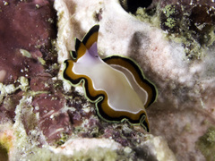 Pseudoceros bimarginatus