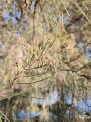 Casuarina obesa, photograph (c) Belinda Forbes, some rights reserved (CC BY)
