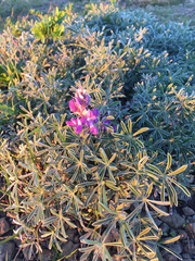 Lupinus variicolor