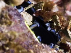 Pseudoceros caeruleocinctus