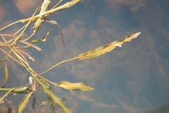 Potamogeton illinoensis