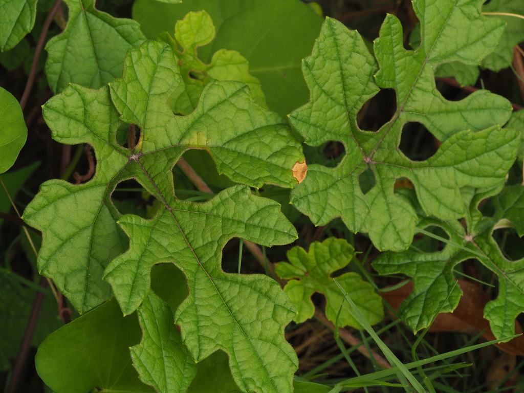 Vitis bryoniifolia