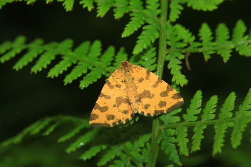 Pseudopanthera macularia