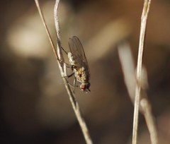 Diptera