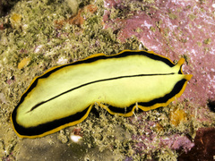 Pseudoceros dimidiatus