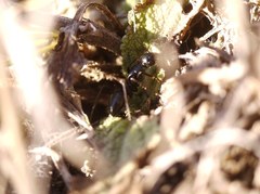 Camponotus aethiops