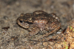 Bufo verrucosissimus