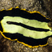 Pseudoceros dimidiatus - Photo 由 jim-anderson 所上傳的 (c) jim-anderson，保留部份權利CC BY-NC