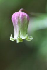 Clematis versicolor