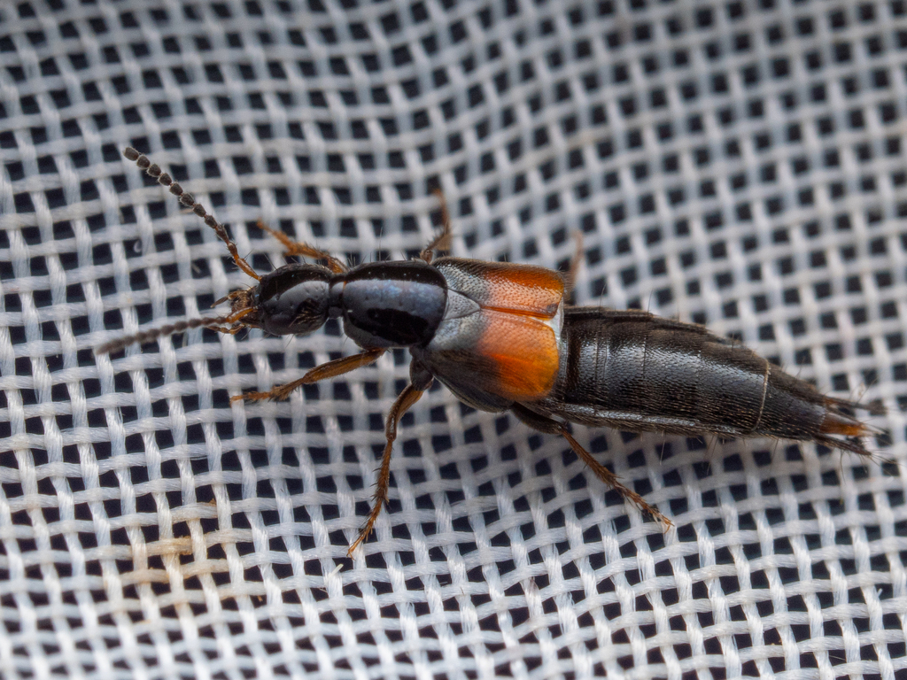 Staph beetle