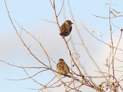 Passer montanus