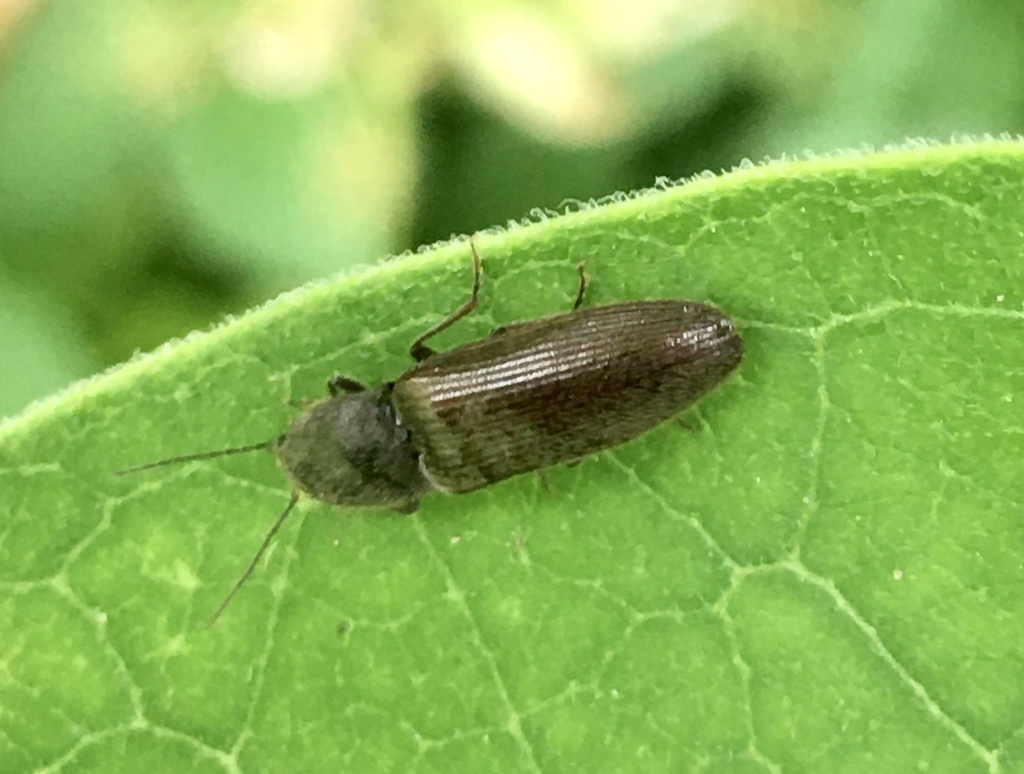 lined-click-beetle-from-rue-de-denain-bruay-la-buissi-re-hauts-de