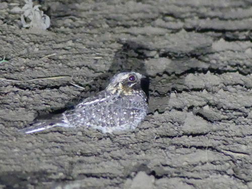 iNaturalist image