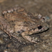 Caucasian Parsley Frog - Photo (c) Marco Bonifacino, some rights reserved (CC BY-NC), uploaded by Marco Bonifacino